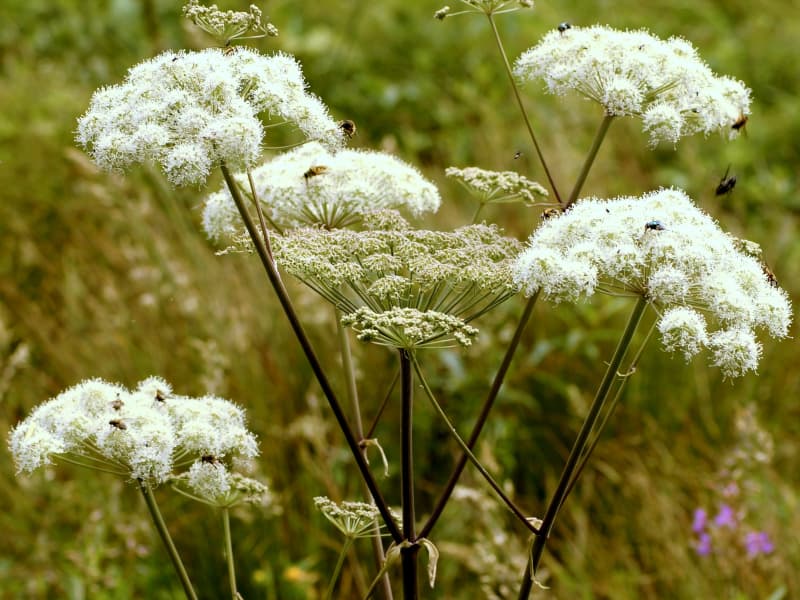 Angelica