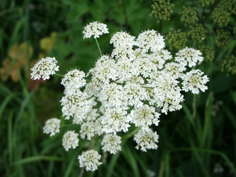 Queen Anneâ€™s Lace (Wild Carrot)