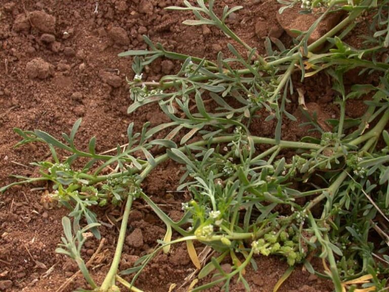 Identified: Plants with Roots That Look Like Carrots - YardIsLife.com