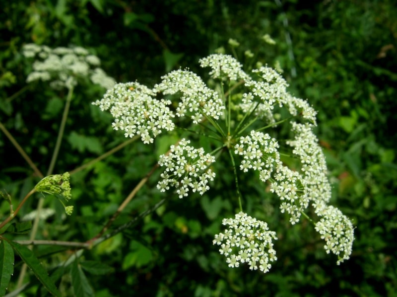 Water Hemlock