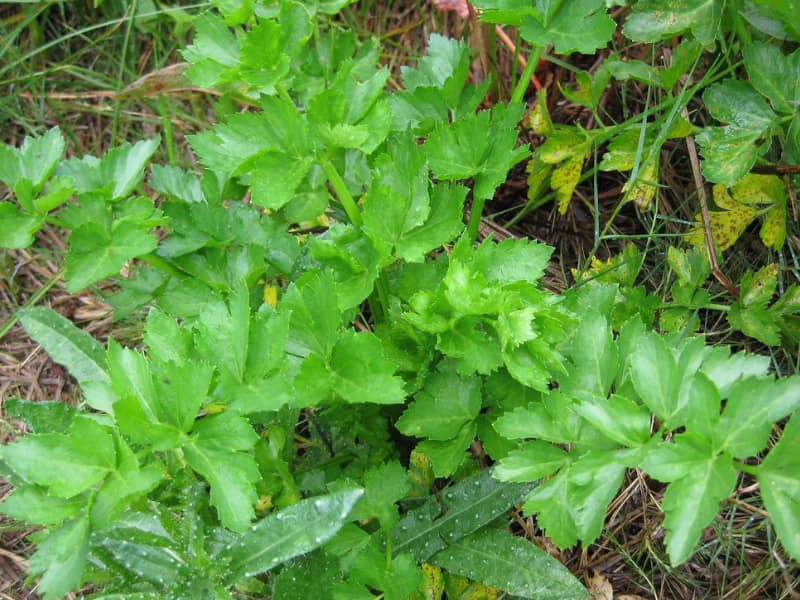 Wild Celery