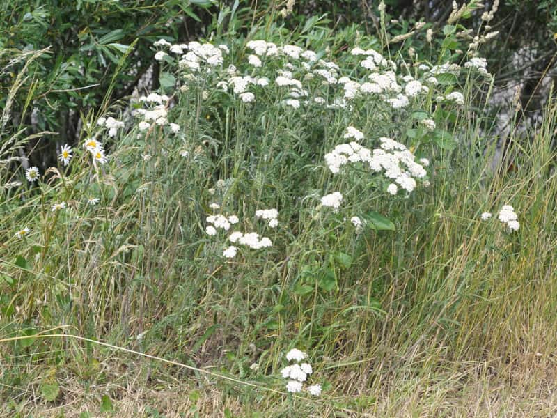 Yarrow