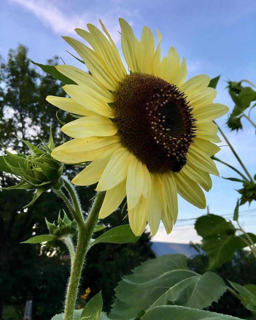 lemon queen sunflower