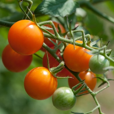 sungold tomatoes