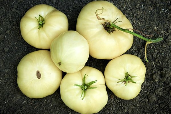 Great White tomato