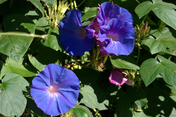 Morning Glory (Ipomoea Purpurea)