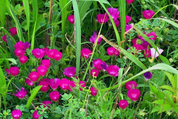 Purple Winecup (Callirhoe Involucrata)