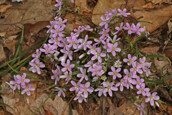 Purple Winecup (Callirhoe Involucrata)