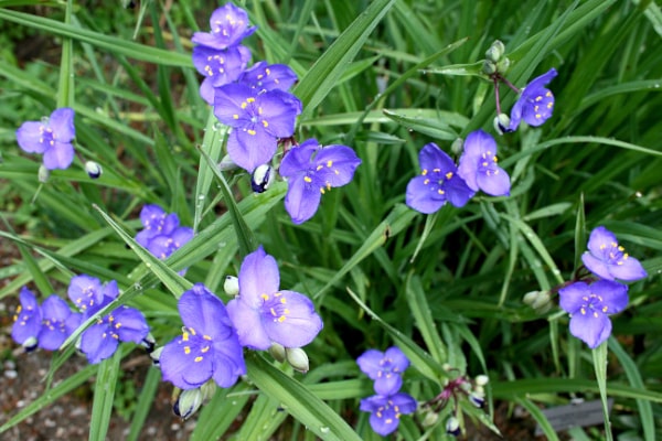 Tradescantia Occidentalis (Prairie Spiderwort)