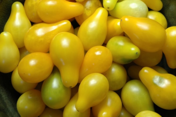Yellow Pear tomato