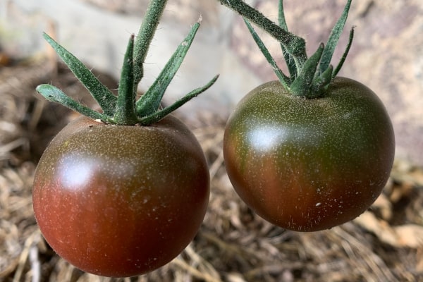 Black Cherry tomato