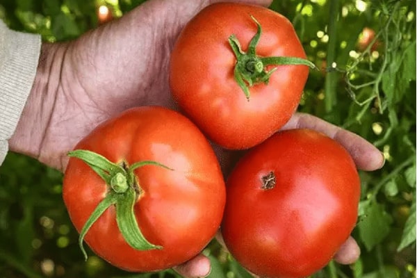 bonny best tomato
