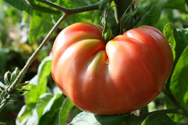 Brandywine tomato