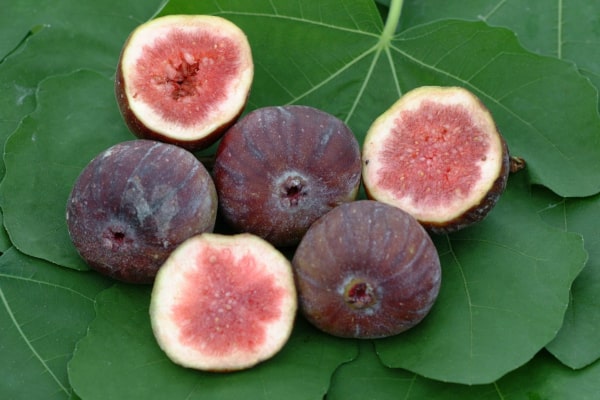 brown turkey fig