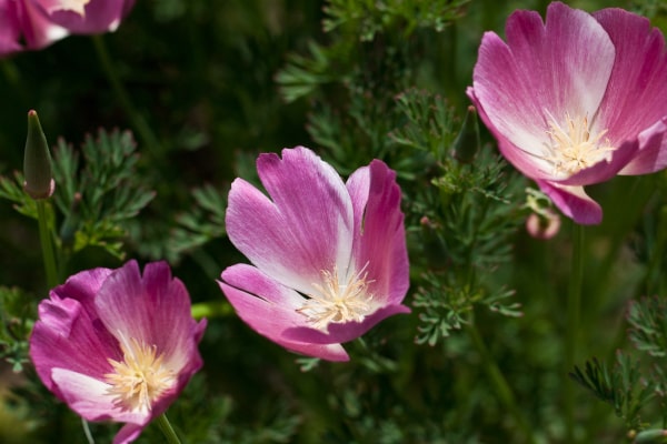 california poppy purple gleam