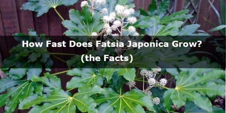 How Fast Does Fatsia Japonica Grow? (the Facts) - YardIsLife.com