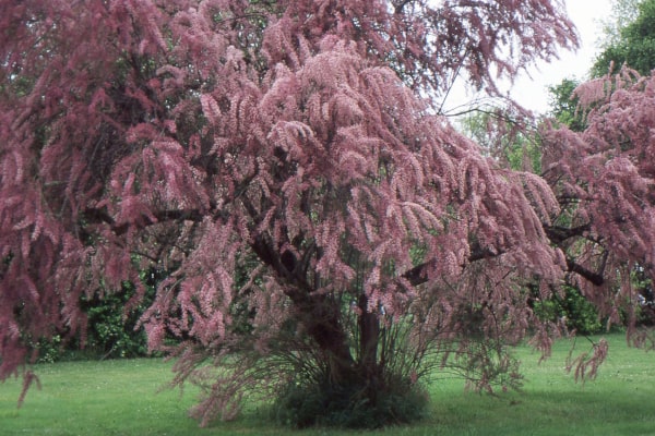 Tamarix Parviflora