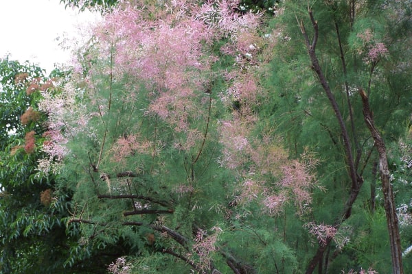 Tamarix Ramosissima (Salt Cedar)