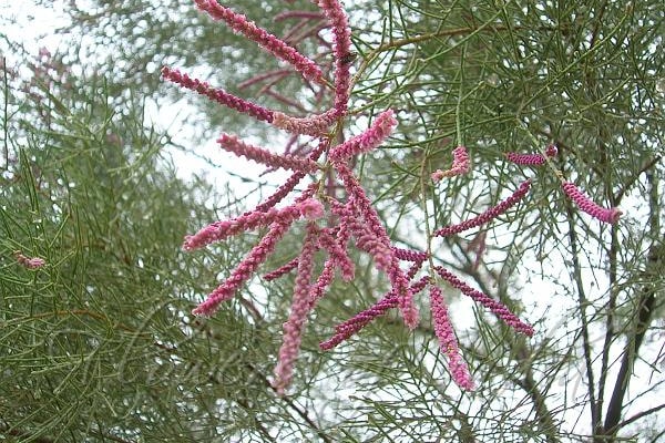 Tamarix Dioica