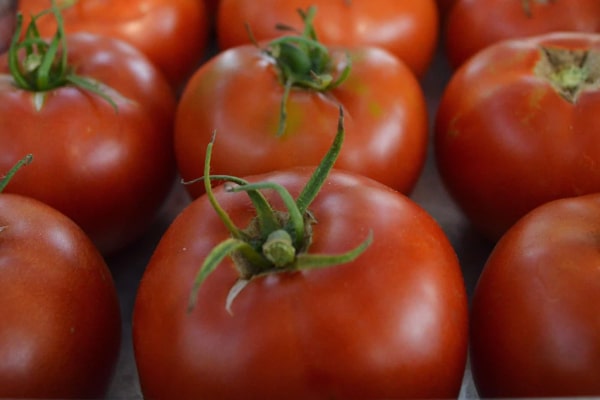 Thessaloniki tomato