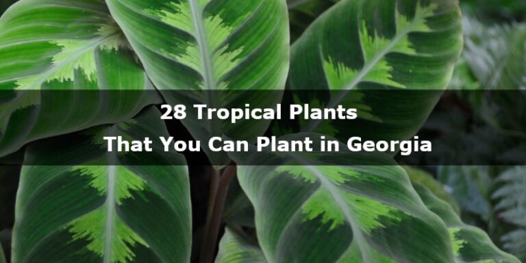 28 Tropical Plants That You Can Plant in Georgia - YardIsLife.com