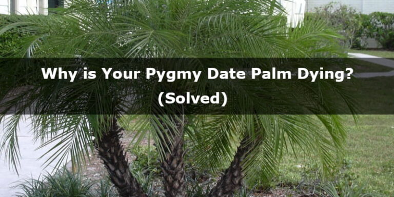 pygmy-date-palm-white-flower-farm