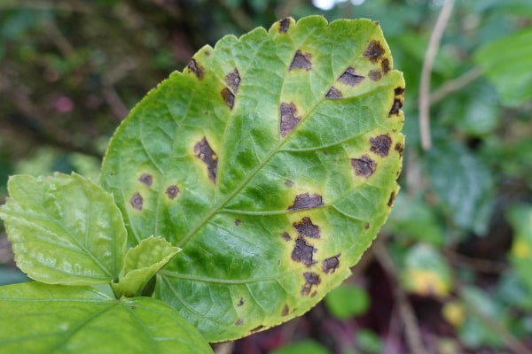 bacterial spot passion flower