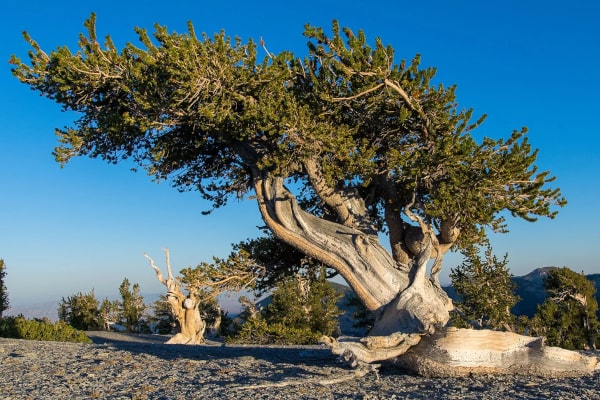 Bristlecone Pine