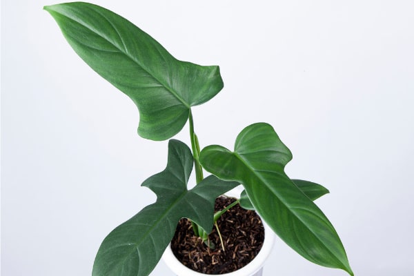 Philodendron Bipennifolium