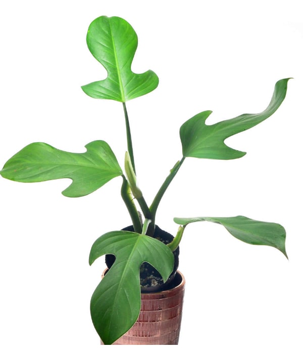 Philodendron Panduriforme