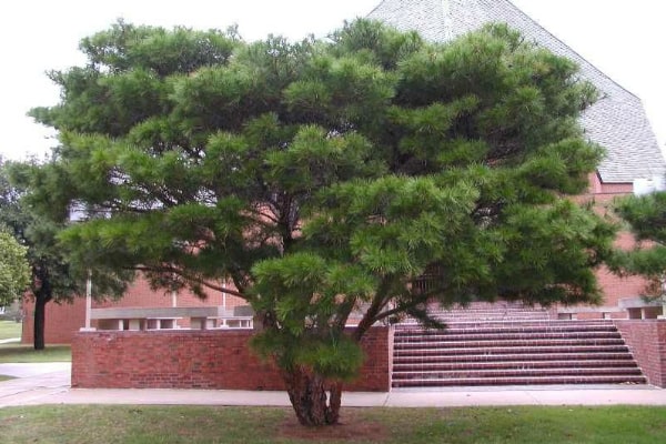 Tanyosho Pine