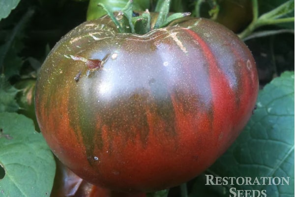 black sea man tomato