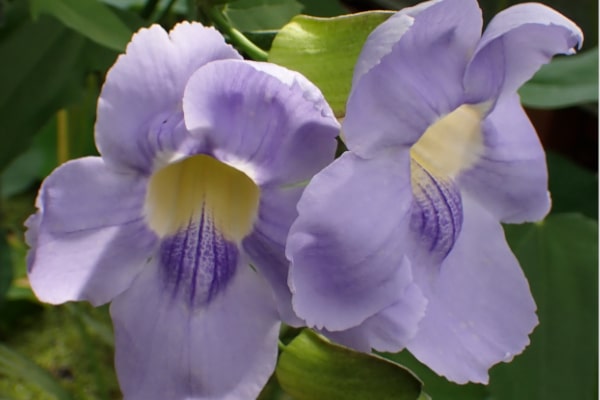 Blue Sky Vine