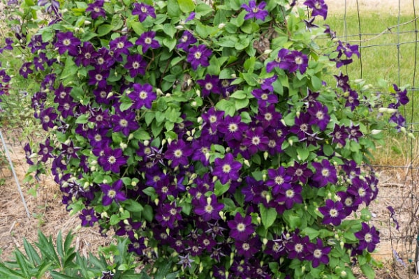 Clematis