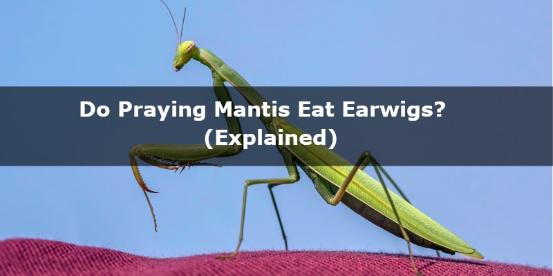 Do Praying Mantis Eat Earwigs? (Explained) – YardIsLife.com