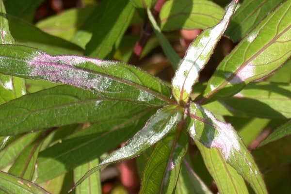 erineum on mexican petunia