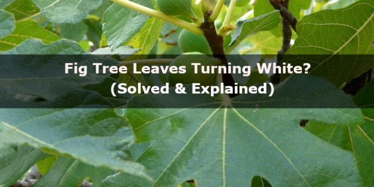 fig tree leaves turning white