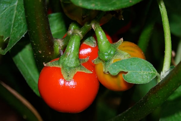  Fijian Cannibals tomato