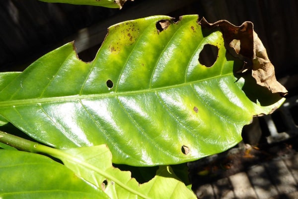 holes in gardenia leaves fungus