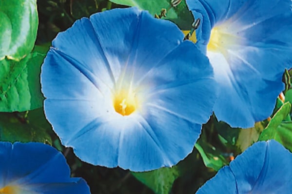 Morning glory with blue flowers