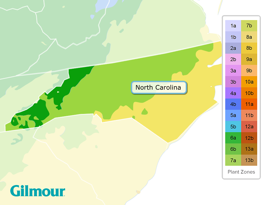 where do olive trees grow in north carolina