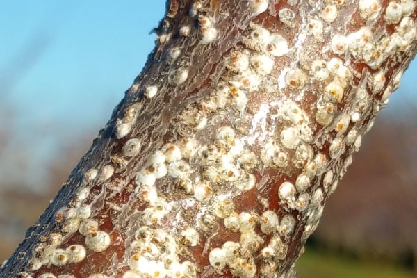 scale on a fig tree