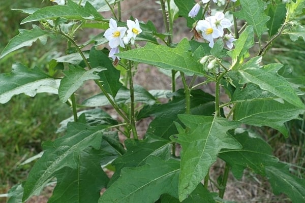 Solanum Carolinense