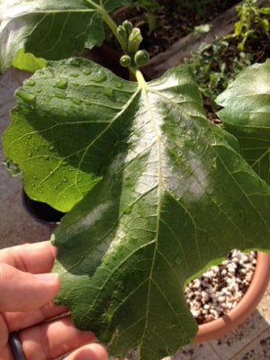 fig leaves turning white