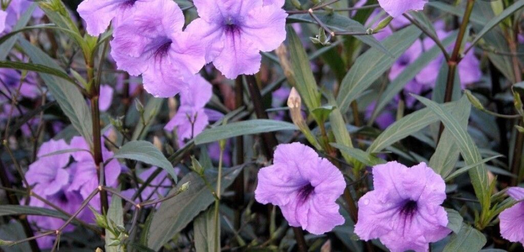  Bamboo-Like Plant With Purple Flowers ruella mexican petunia