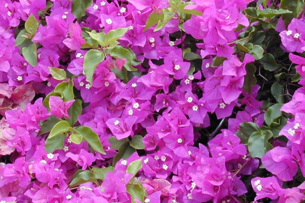 Bougainvillea Silhouette