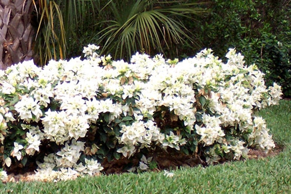 Bougainvillea Miss Alice