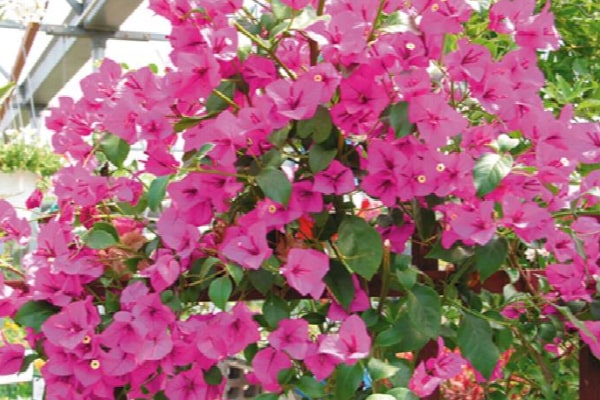 Bougainvillea bambiono series