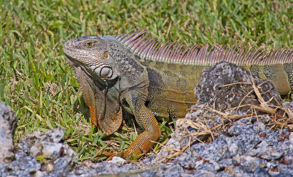 green iguana