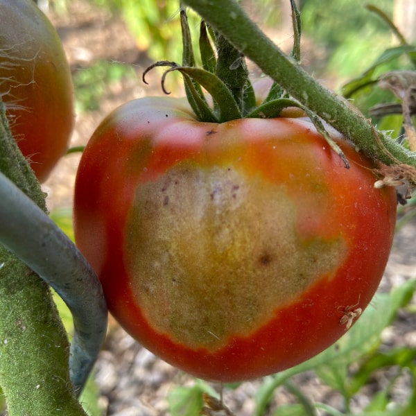 suscald on tomato
